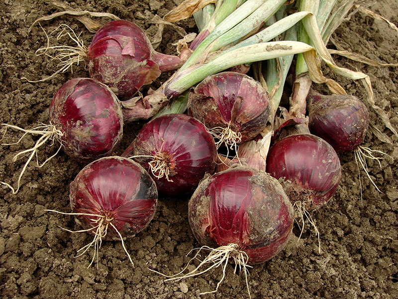 A bunch of red onions that are freshly pulled out of the ground on a field.